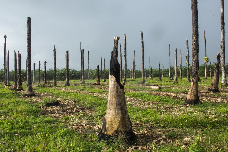 Palm tree stumps which have been burned so that the land can be replanted in Kapa village Thursday May 24, 2018.(Photo/Ed Wray)